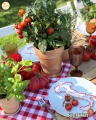 Dekoracja stołu dla 10 osób, LA DOLCE VITA (odbiór, dostawa, montaż Kraków)